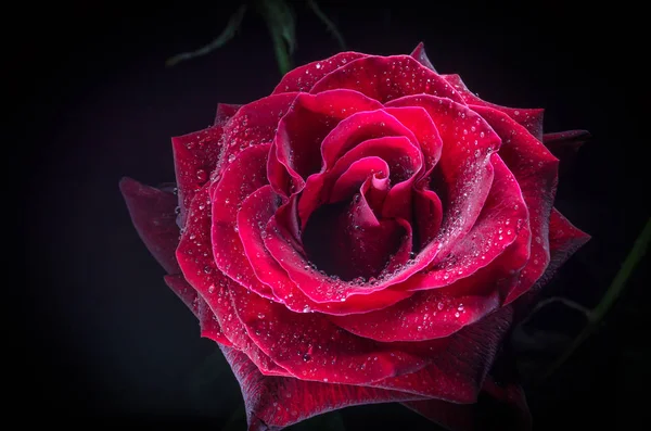 Bella Rosa Rossa Con Gocce Rugiada Sfondo Nero — Foto Stock