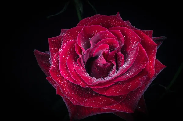 Hermosa Rosa Roja Con Gotas Rocío Sobre Fondo Negro — Foto de Stock