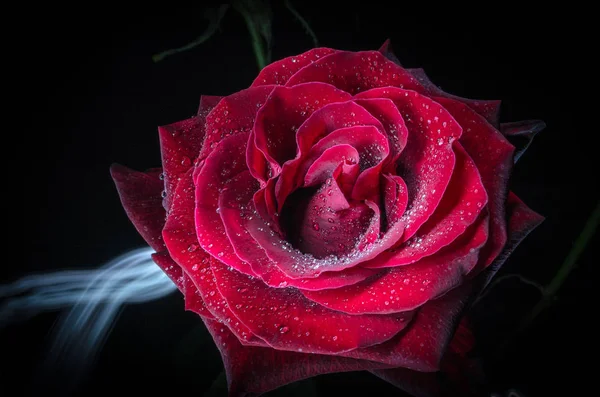 Hermosa Rosa Roja Con Gotas Rocío Sobre Fondo Negro — Foto de Stock