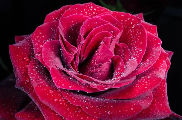 Bella Rosa Rossa Con Gocce Rugiada Sfondo Nero — Foto Stock