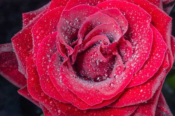Beautiful red rose with drops of dew, on black background.