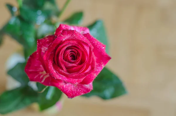 Hermosa Rosa Roja Con Gotas Rocío Sobre Las Hojas Fondo — Foto de Stock