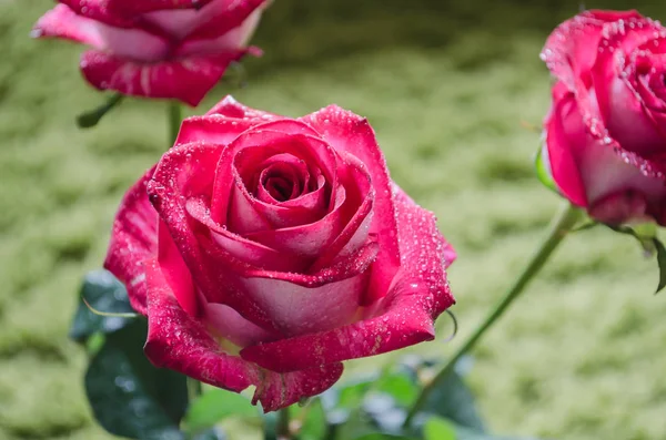 Hermosa Rosa Roja Con Gotas Rocío Sobre Fondo Claro Lugar — Foto de Stock