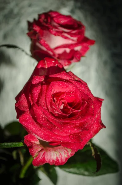 Schöne Rote Rose Mit Tautropfen Auf Hellem Hintergrund Platz Für — Stockfoto