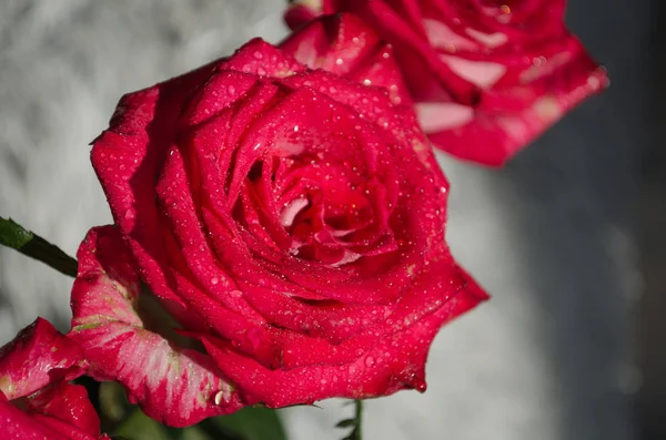 Schöne Rote Rose Mit Tautropfen Auf Hellem Hintergrund Platz Für — Stockfoto