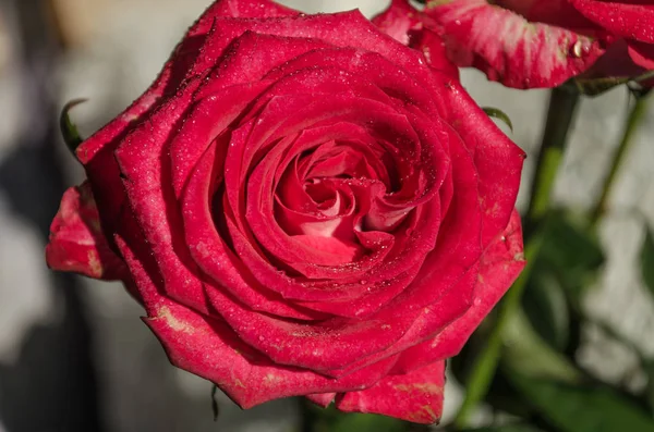 Schöne Rote Rose Mit Tautropfen Auf Hellem Hintergrund Platz Für — Stockfoto