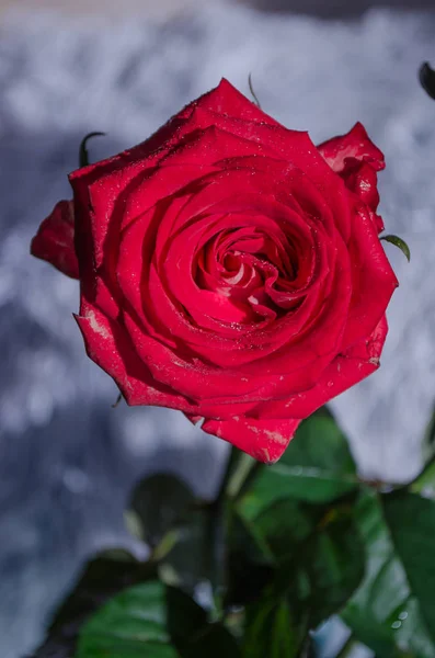 Όμορφο Κόκκινο Τριαντάφυλλο Δροσοσταλίδες Ανοιχτόχρωμο Φόντο Θέση Για Κείμενο — Φωτογραφία Αρχείου