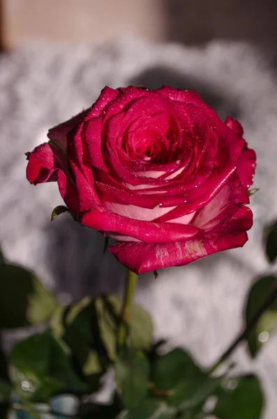 Schöne Rote Rose Mit Tautropfen Auf Hellem Hintergrund Platz Für — Stockfoto