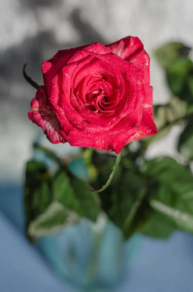 Όμορφο Κόκκινο Τριαντάφυλλο Δροσοσταλίδες Ανοιχτόχρωμο Φόντο Θέση Για Κείμενο — Φωτογραφία Αρχείου