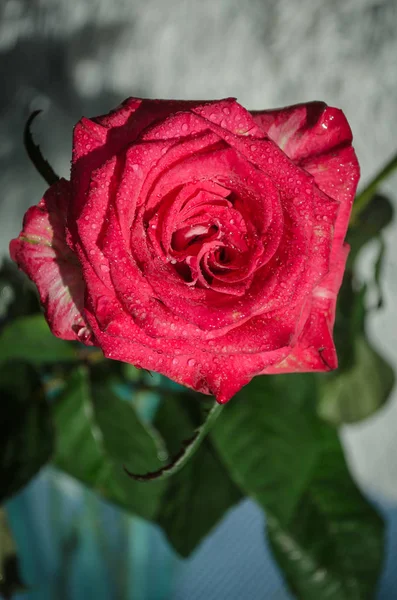 Красная Роза Каплями Росы Светлом Фоне Место Текста — стоковое фото