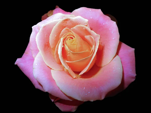 Piękna Róża Różowy Herbata Krople Rosy Czarnym Tle — Zdjęcie stockowe