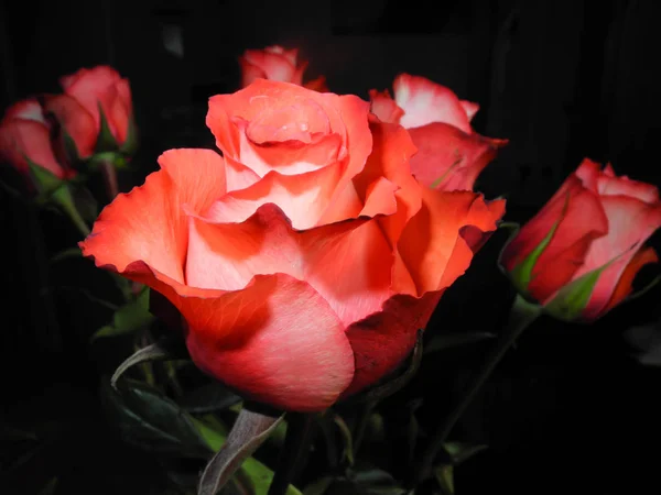 Wunderschöne Rosa Rosen Auf Schwarzem Hintergrund Schönheit Dunkeln — Stockfoto