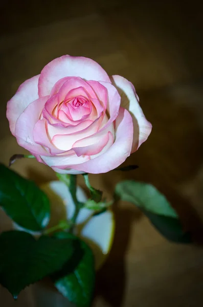 Schöne Rosa Tee Rose Auf Hellgelbem Parkett Hintergrund Mit Blättern — Stockfoto