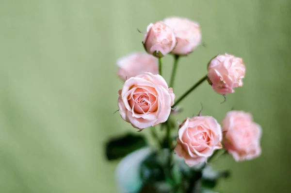 Hermosa Rosa Con Poco Marchitamiento Sobre Fondo Verde — Foto de Stock