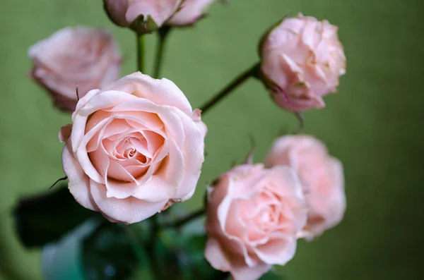 Hermosa Rosa Con Poco Marchitamiento Sobre Fondo Verde — Foto de Stock