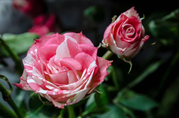 Hermosas Rosas Rojo Blancas Acanaladas Sobre Fondo Leñoso Con Hojas — Foto de Stock