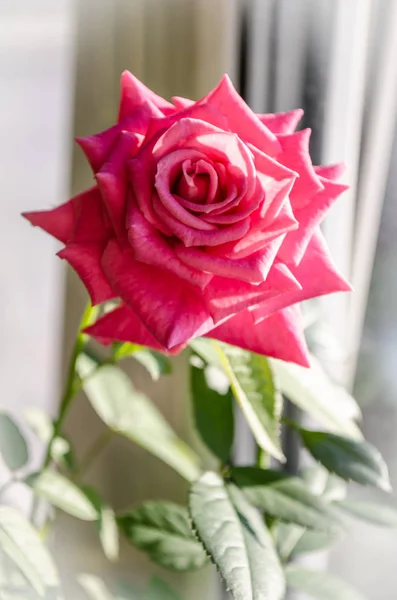 Hermosa Rosa Roja Sobre Fondo Leñoso Con Hojas Lugar Para — Foto de Stock