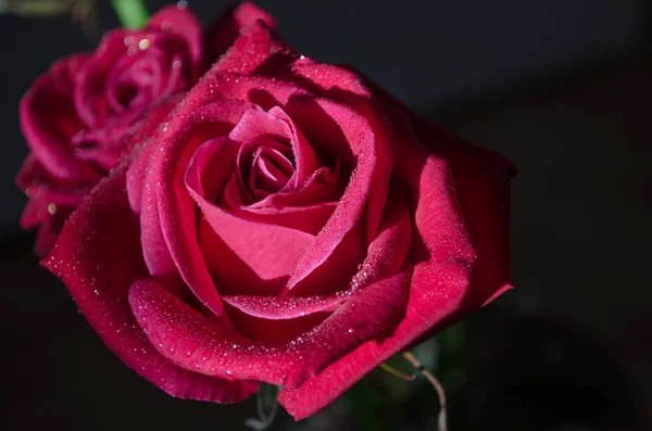 Schöne Rote Rose Mit Tautropfen Auf Schwarzem Hintergrund — Stockfoto