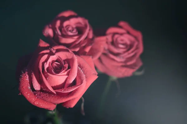 美丽的红玫瑰与滴露水 黑色背景 — 图库照片