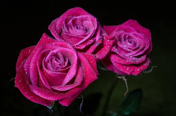 Hermosa Rosa Roja Con Gotas Rocío Sobre Fondo Negro — Foto de Stock