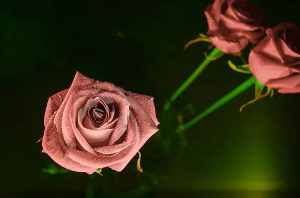 Прекрасный Чай Розы Капельками Росы Зеленом Фоне — стоковое фото