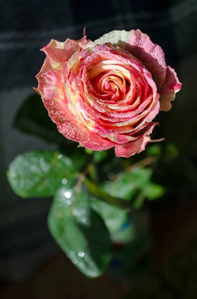 Schöne Gerippte Rosa Gelbe Rosen Auf Dunklem Hintergrund Mit Blättern — Stockfoto