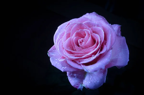 美しいバイオレットのバラが黒の背景に 露のしずく ストックフォト