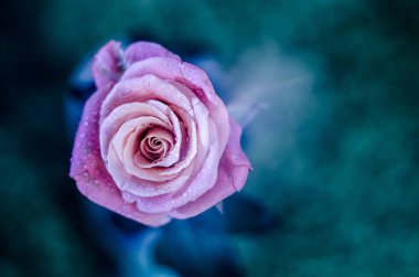 Beautiful pink-purple rose with drops of dew, on mystic blue background. highlight clipart