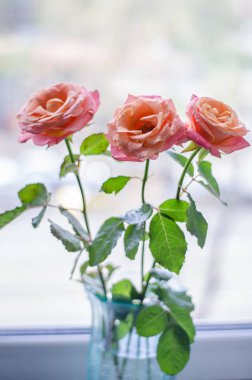 Güzel pembe-çay gül yaprakları ligth zemin üzerine çiğ damlaları ile. Metin için yer.