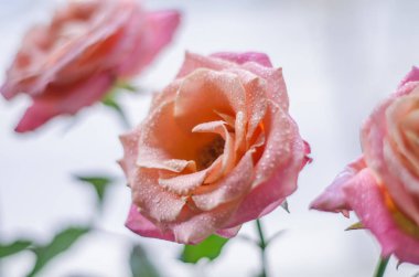 Güzel pembe-çay gül yaprakları ligth zemin üzerine çiğ damlaları ile. Metin için yer.