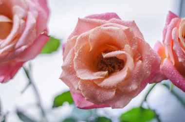 Güzel pembe-çay gül yaprakları ligth zemin üzerine çiğ damlaları ile. Metin için yer.