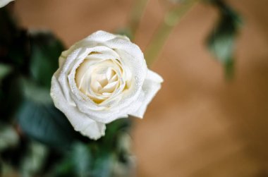 Güzel beyaz yaprakları ligth sarı parke zemin üzerine gül