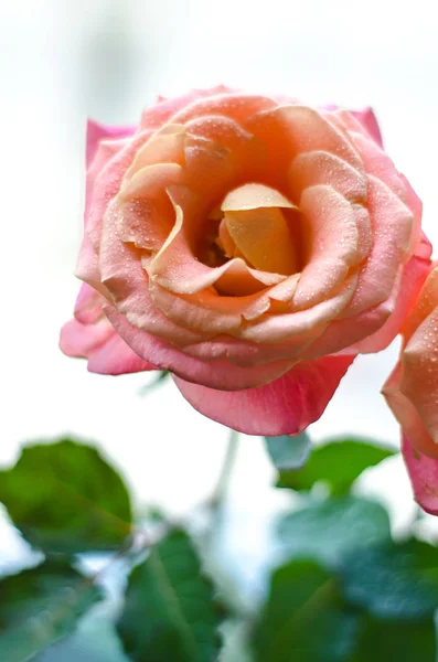 Hermosas Rosas Rosadas Con Gotas Rocío Sobre Fondo Claro Con — Foto de Stock