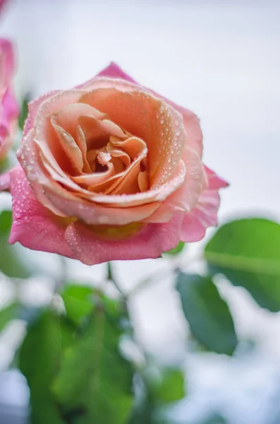 Hermosas Rosas Rosadas Con Gotas Rocío Sobre Fondo Claro Con — Foto de Stock
