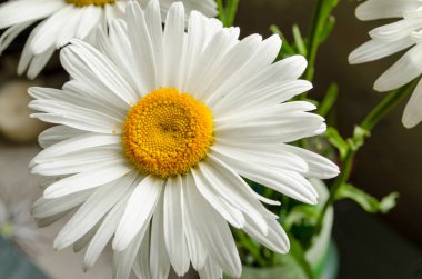 Büyük beyaz yaz gerbera veya kasımpatı veya papatya güneş altında kapat.