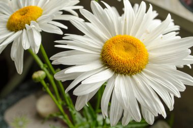 Büyük beyaz yaz gerbera veya kasımpatı veya papatya güneş altında kapat.