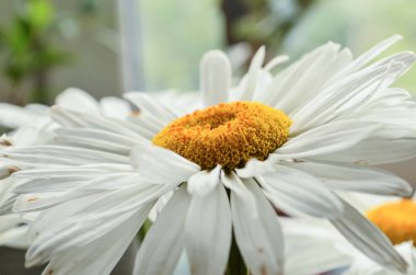 Büyük beyaz yaz gerbera veya kasımpatı veya papatya güneş altında kapat.