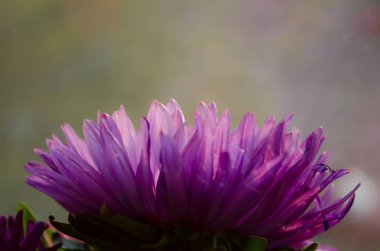 Ukrayna botanik parkında sonbaharda çiçek açan multilobe Derma krizantem.