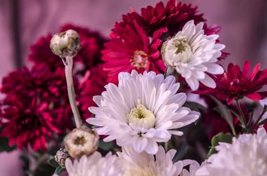 Ukrayna'da sonbaharda çiçek açan multilobe Derma krizantem.