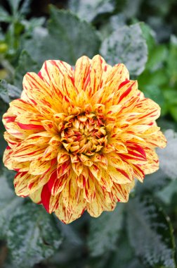 Ukrayna botanik parkında sonbaharda çiçek açan multilobe oranje gerbera.