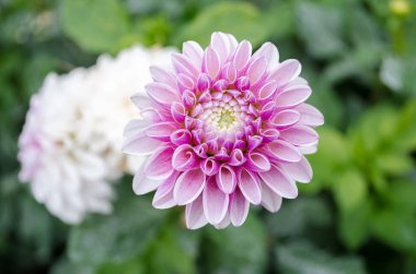 Ukrayna botanik parkında sonbaharda çiçek açan multilobe pembe gerbera.