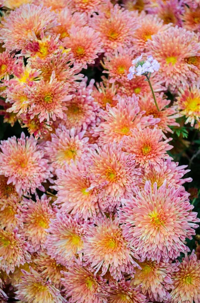 Crisantemos Multicolores Multilóbulos Que Florecen Otoño Parque Botánico Ucrania — Foto de Stock