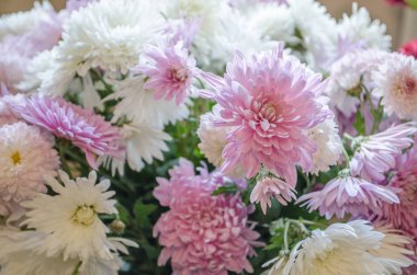 Sonbaharda çiçek açan multilobe Derma krizantem.