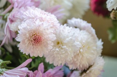 Sonbaharda çiçek açan multilobe Derma krizantem.