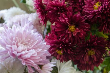 Sonbaharda çiçek açan multilobe Derma krizantem.