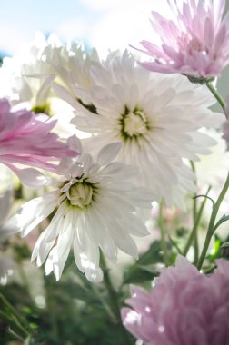 Sonbaharda çiçek açan multilobe Derma krizantem.