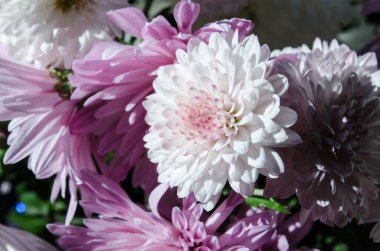 Sonbaharda çiçek açan multilobe Derma krizantem.