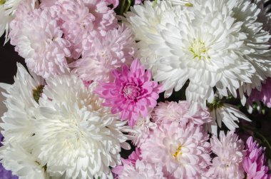 Sonbaharda çiçek açan multilobe Derma krizantem.