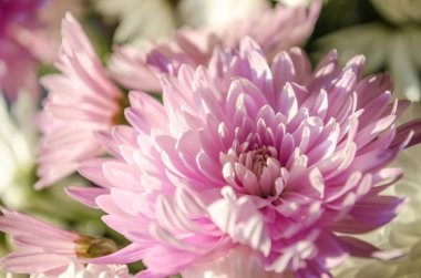 Sonbaharda çiçek açan multilobe Derma krizantem.