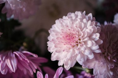 Sonbaharda çiçek açan multilobe Derma krizantem.